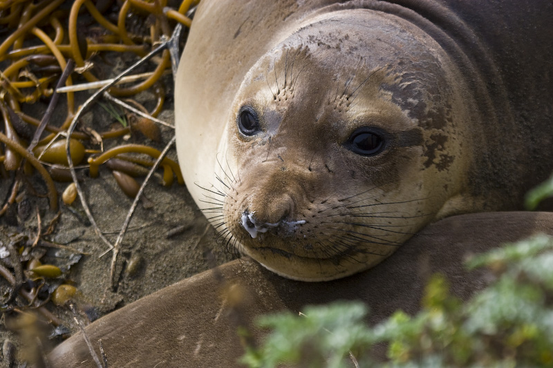 Juvenille Northern Elephant Seal